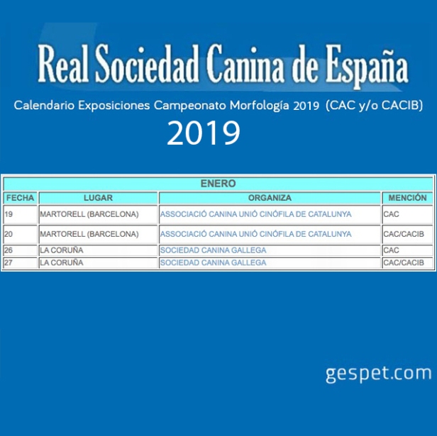 shows de perros