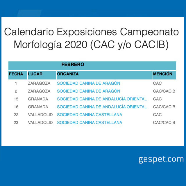 shows de perros