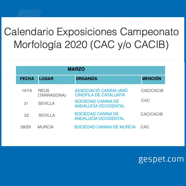 shows de perros