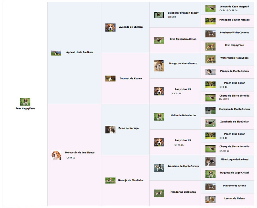 Planning de transporte de mascotas