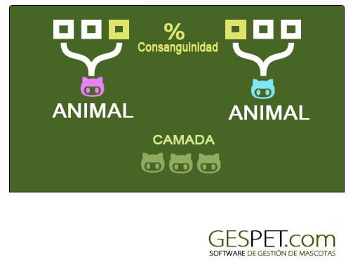 como calcular la consanguinidad de dos animales en el software para criadores caninos, criaderos, camadas, pedigree y consanguinidad