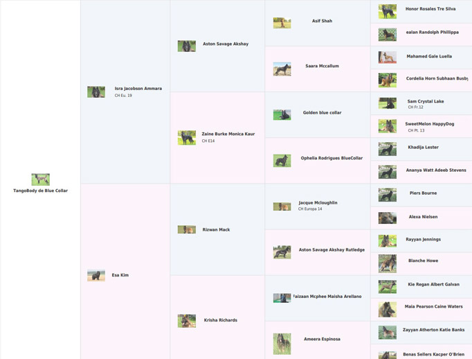 rentabilidad guarderia animales