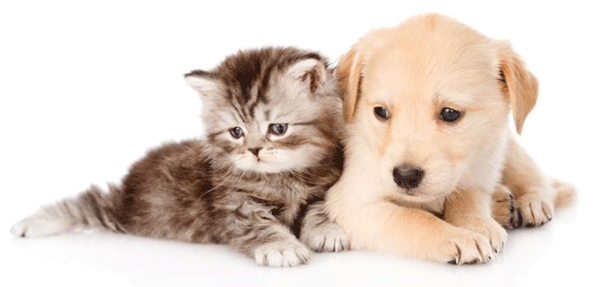 dog breeding software and pedigree generator for professional breeders - dog breeding pedigree software