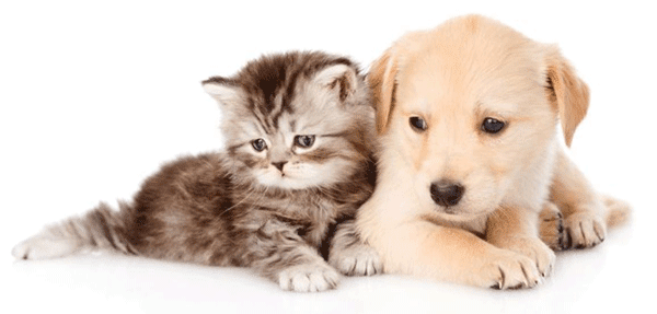 Txakur-hazleentzako pedigree- eta hazkuntza-kudeaketa softwarea